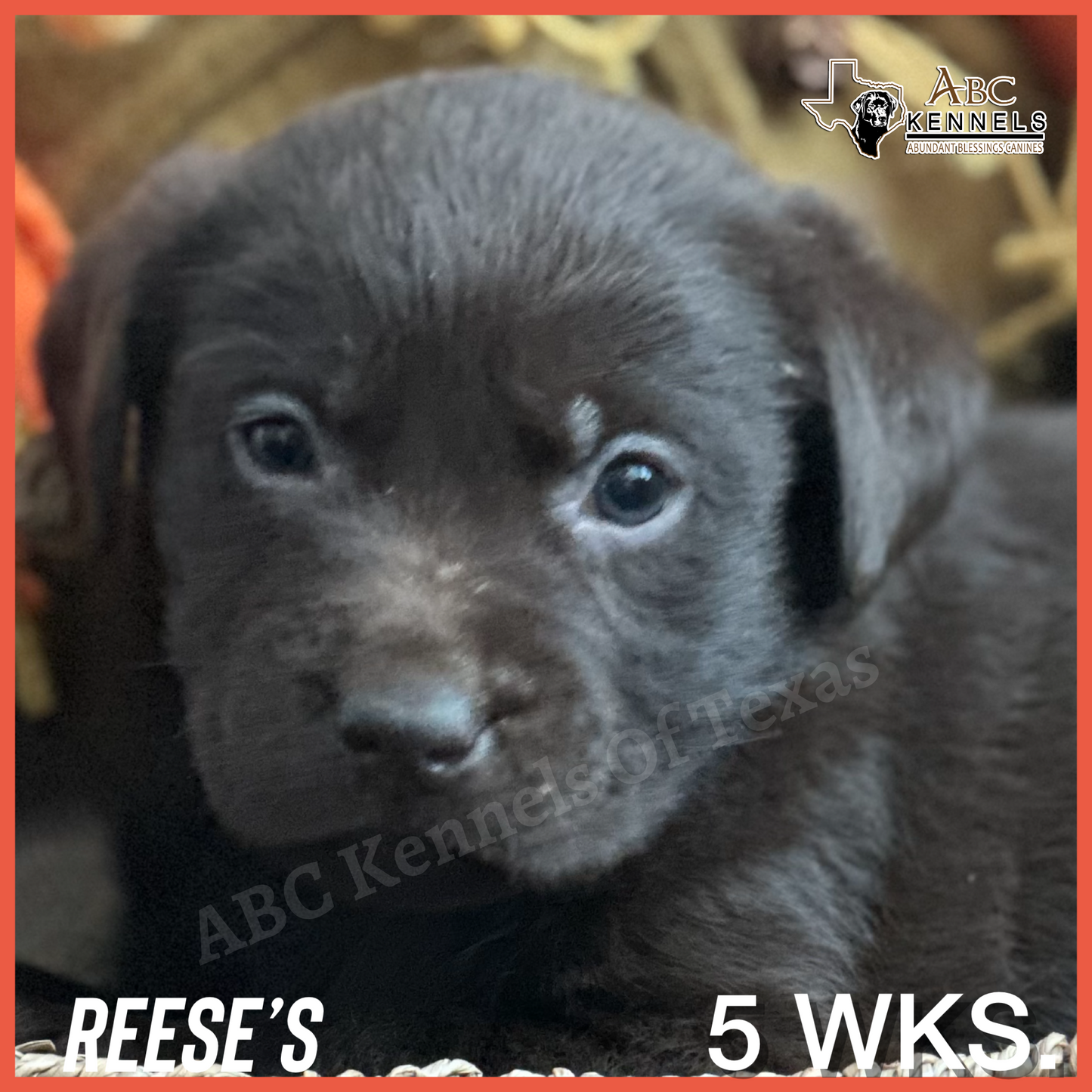 Chocolate Lab Puppy Reeses at 5 weeks old
