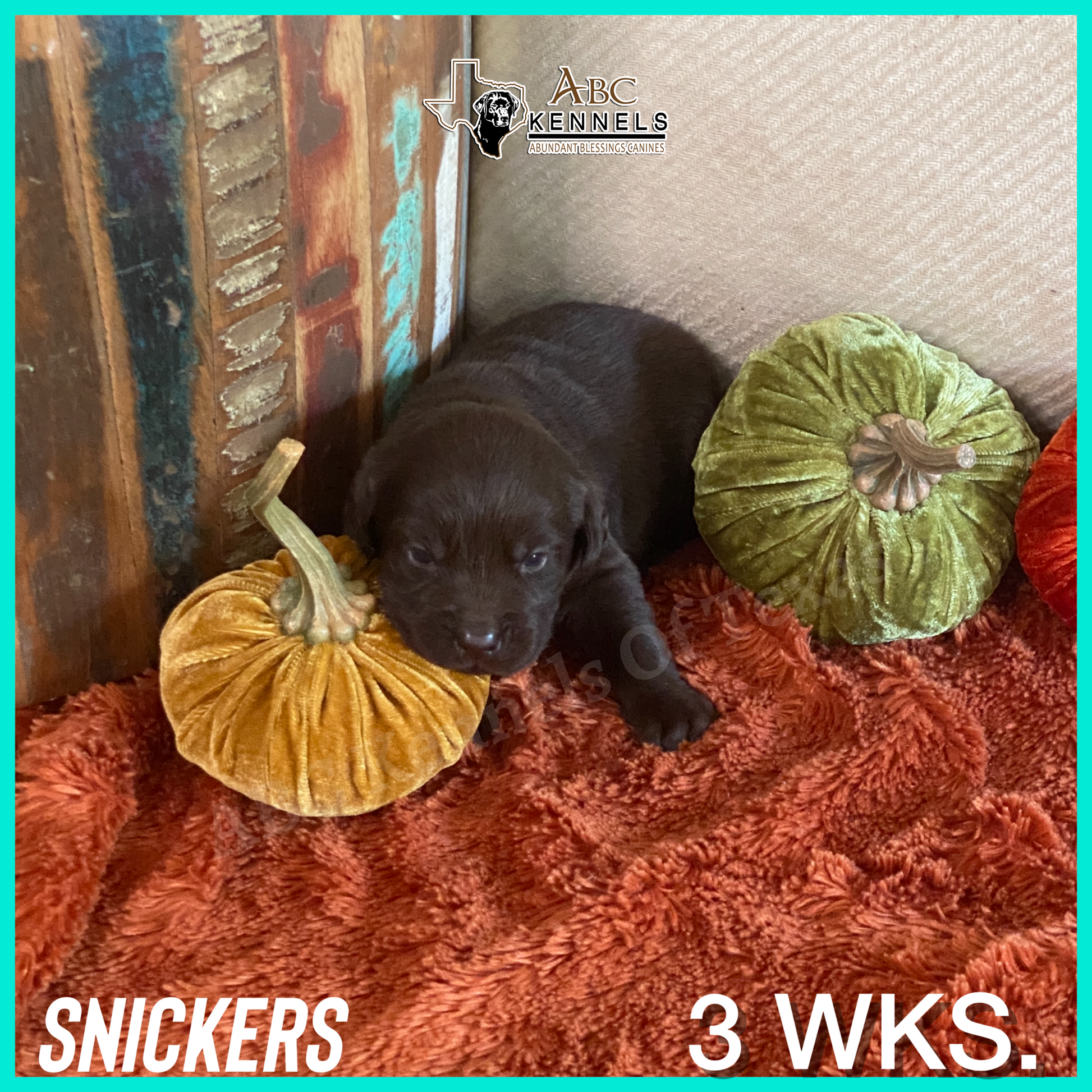 Chocolate Lab Puppy Snickers at 3 weeks old