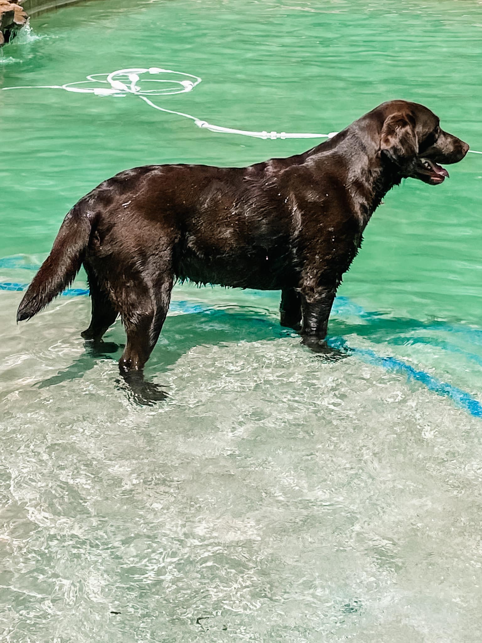 Chocolate Lab Breeder Dog Mocha in the poolle
