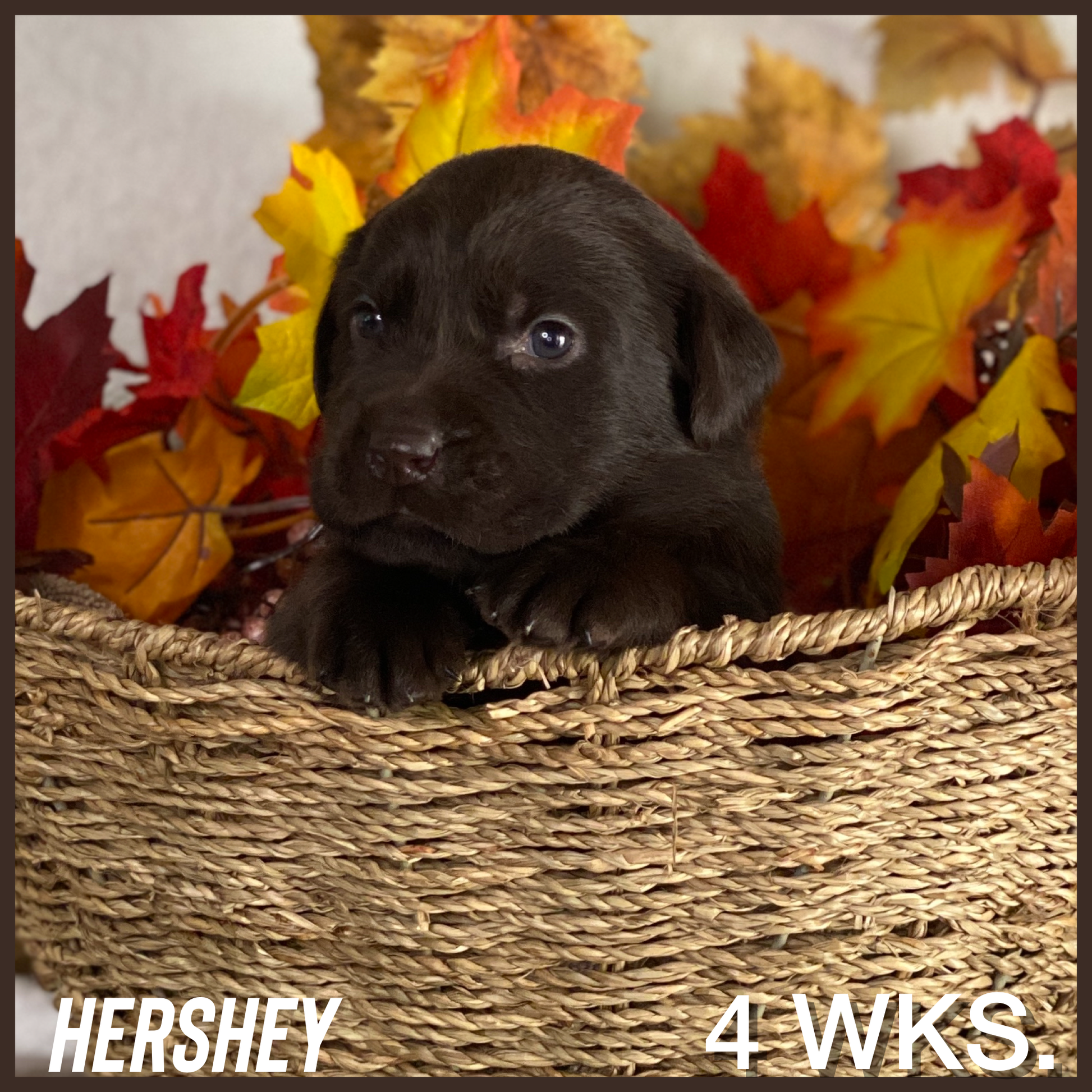 Male Chocolate Lab Puppy Hershey at 4 weeks old