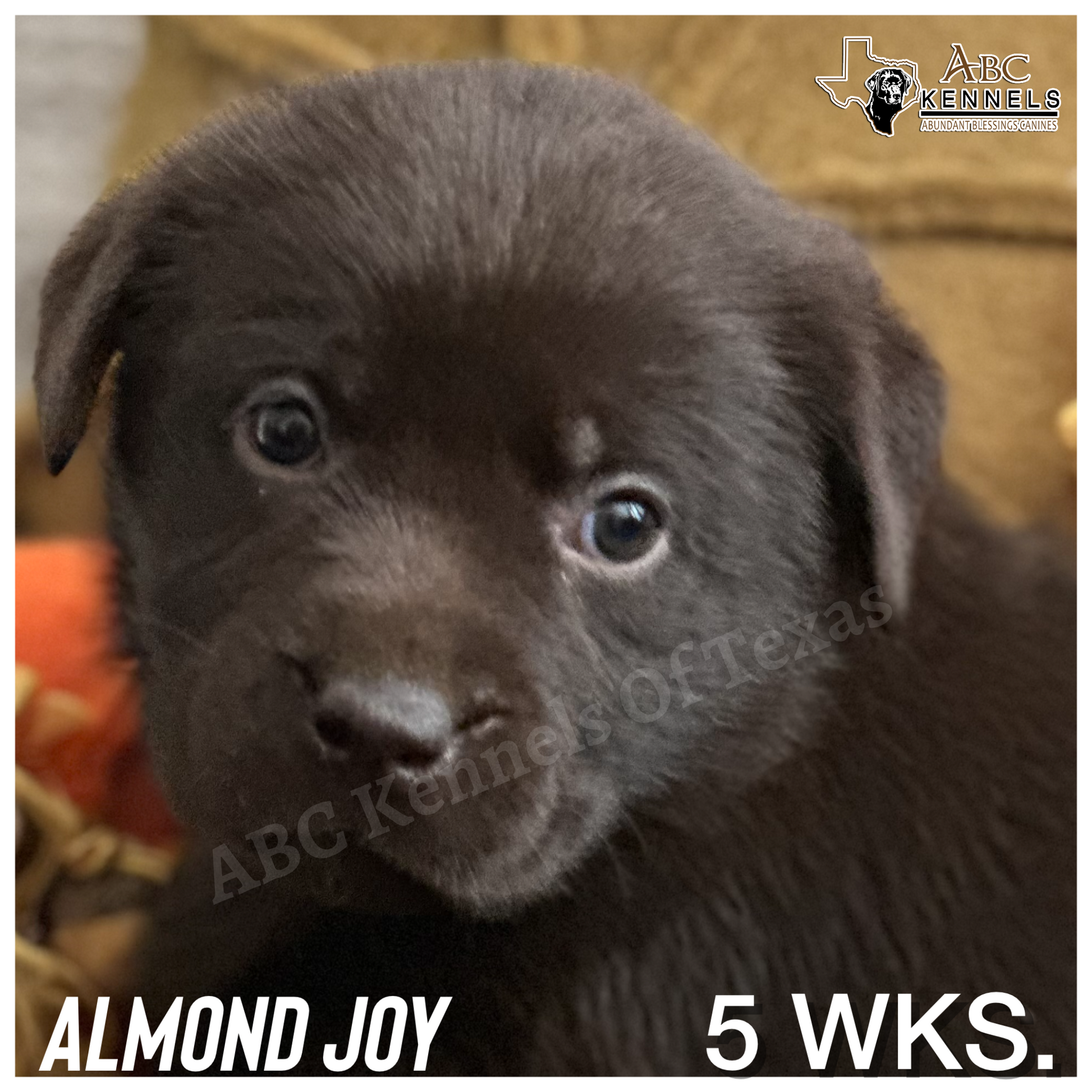 Picture of Chocolate Labrador puppy Almond Joy