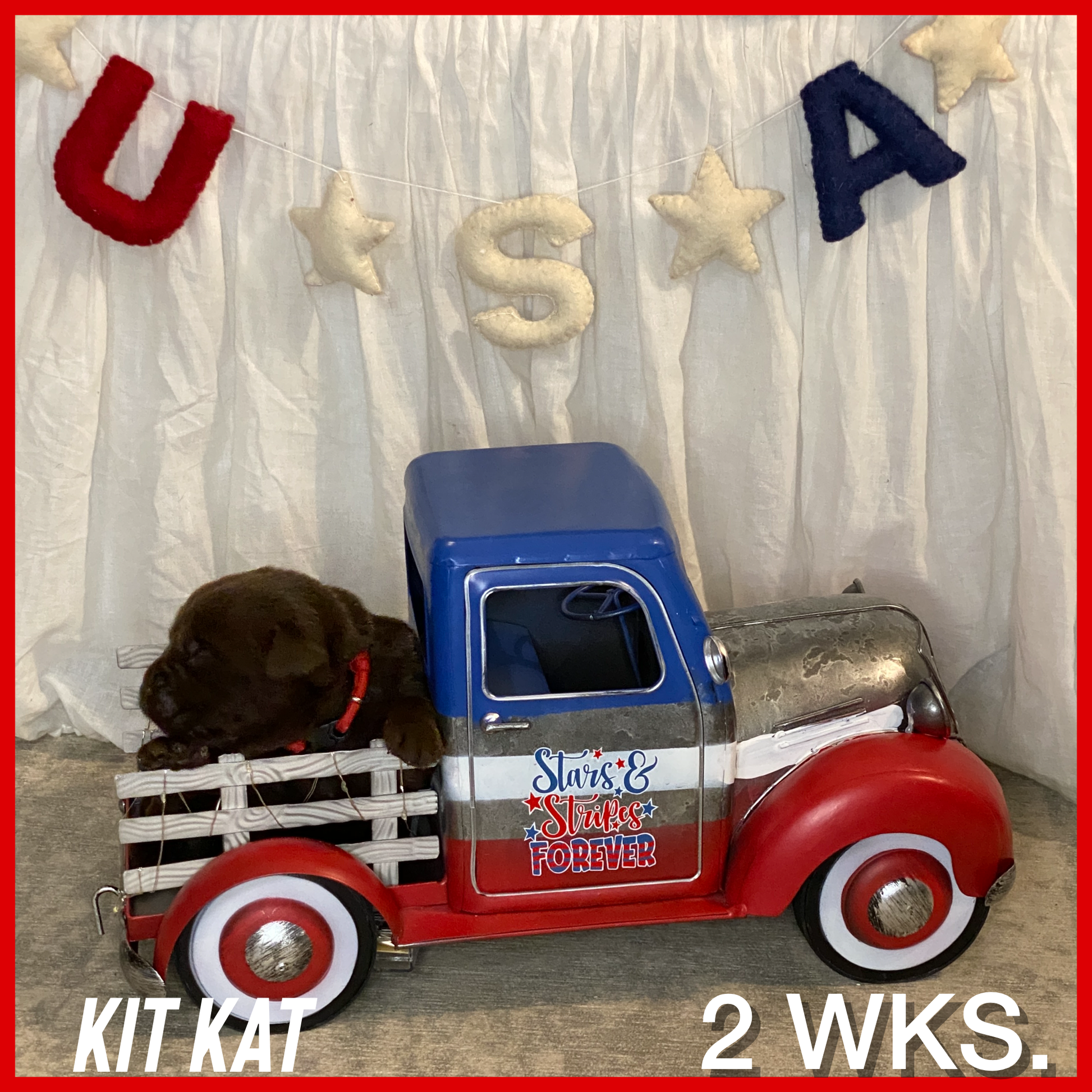 Chocolate Labrador retriever Puppy Kit Kat in a toy truck