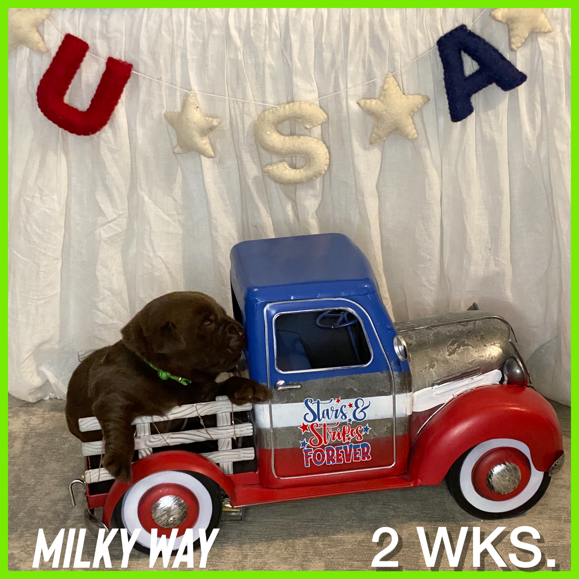 Chocolate Lab Puppy Milky Way in a toy truck