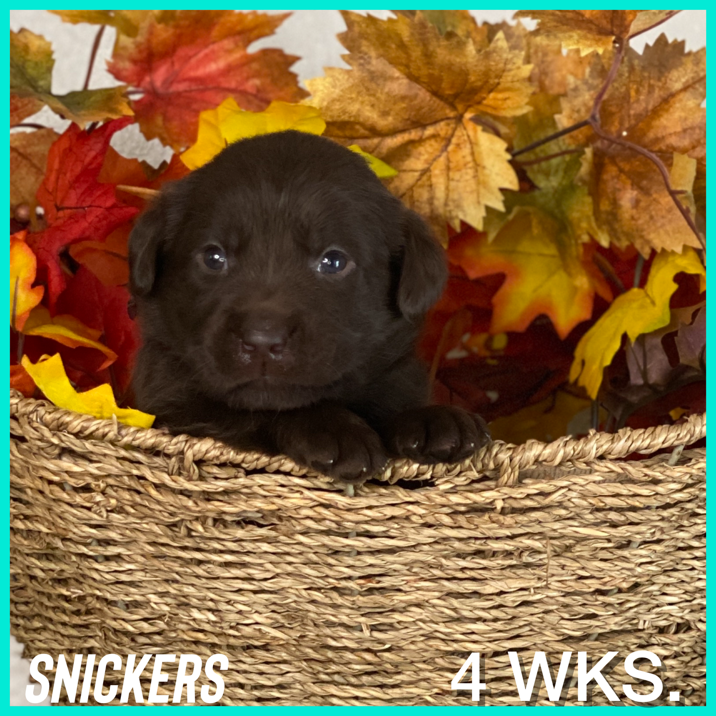 Chocolate Lab Puppy Snickers at 4 weeks old