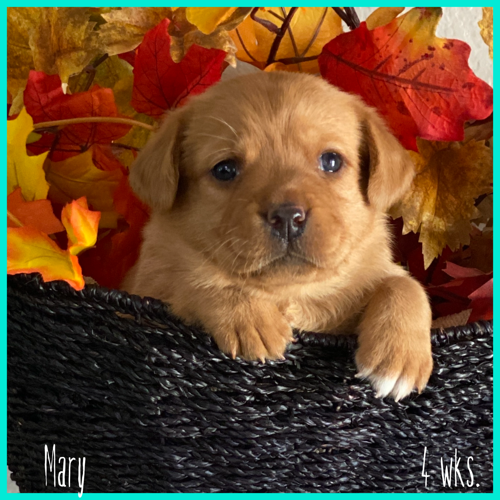 Female Fox Red Labrador Puppy called Mary at 4 weeks