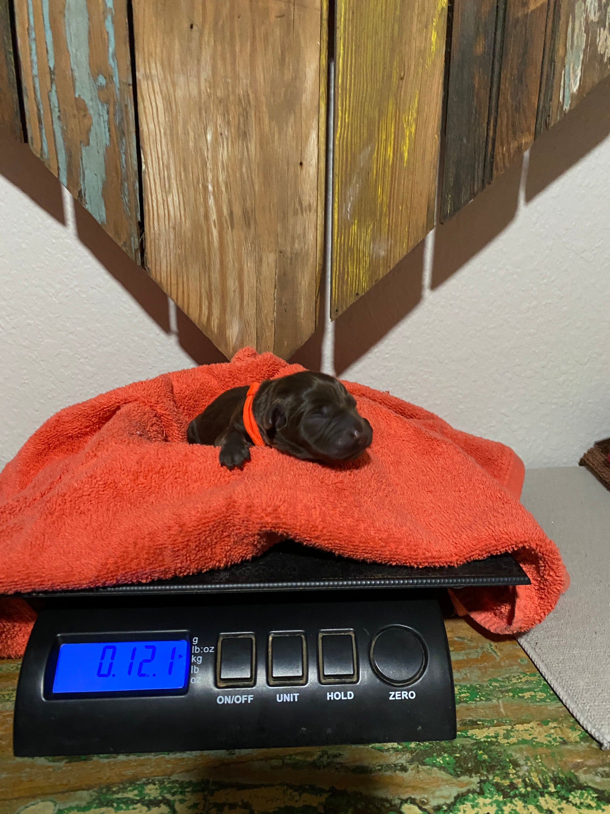 Chocolate Lab Puppy Reeses on the scales