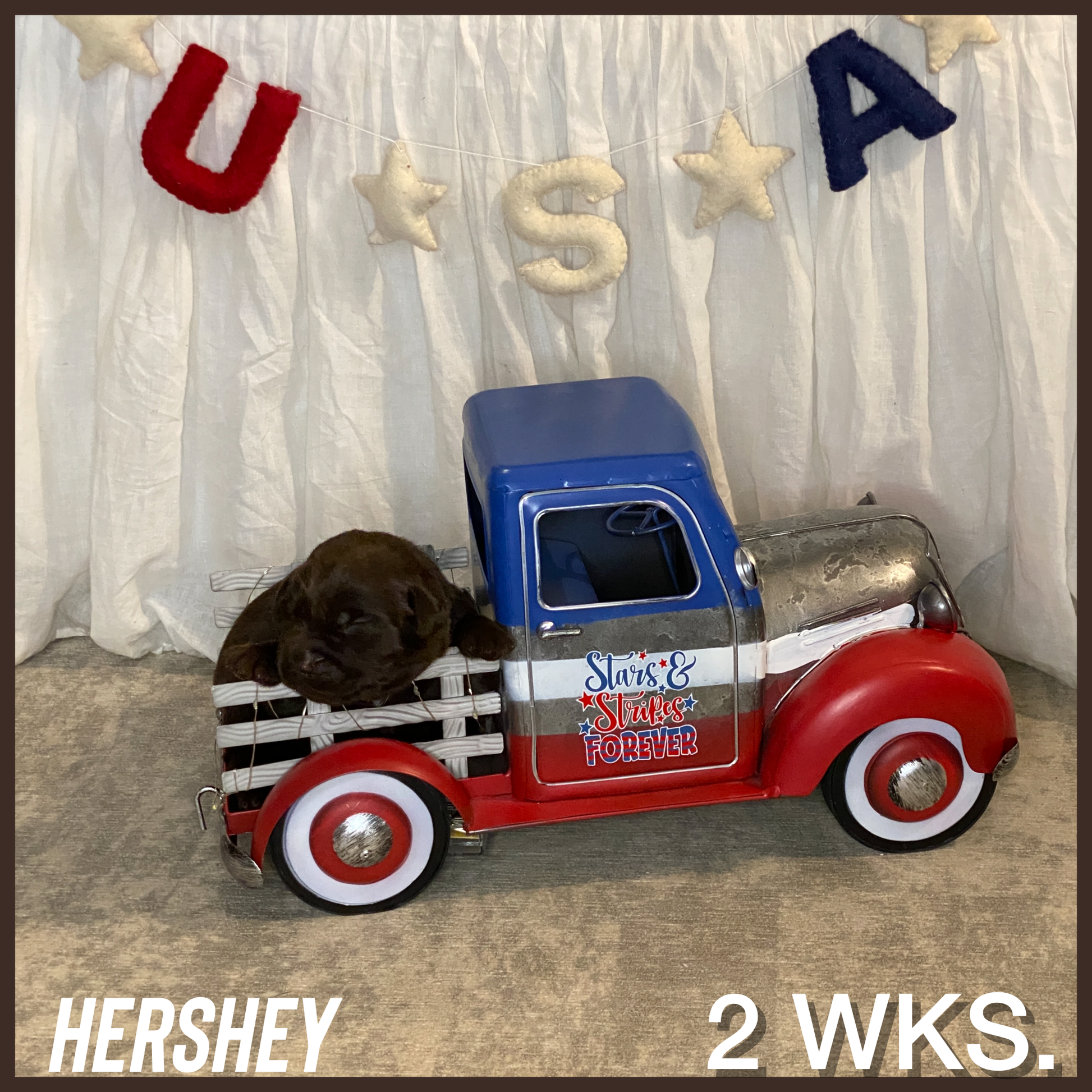 Male Chocolate Lab Puppy Hershey in a toy truck