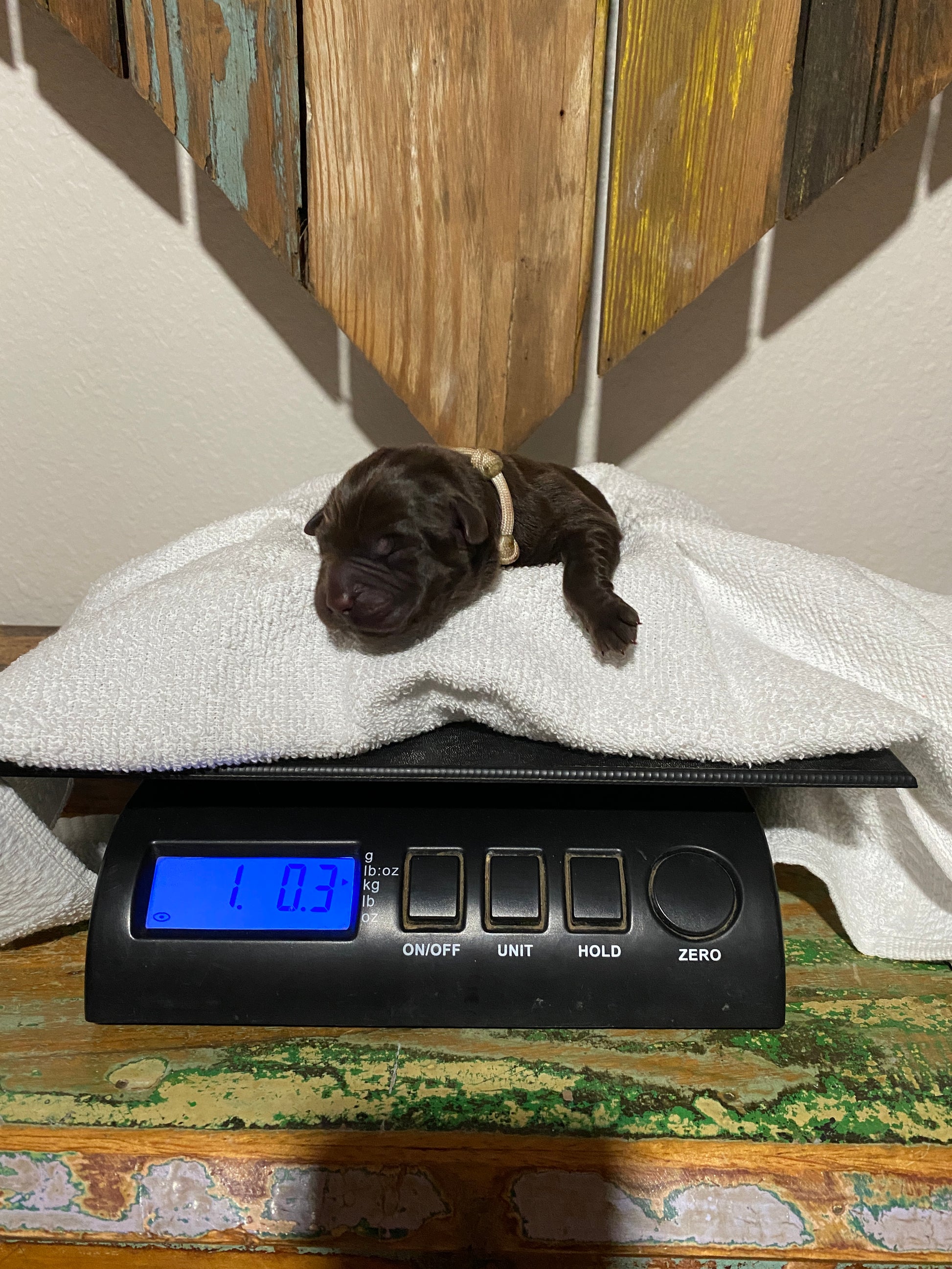 Picture of Chocolate Labrador puppy Almond Joy on a scale being weighed