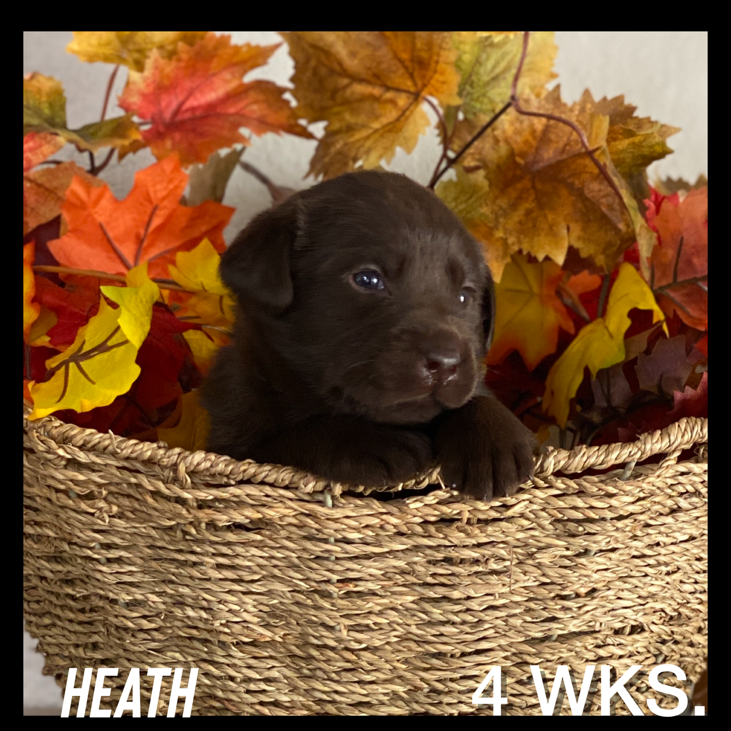Chocolate Labrador Heath