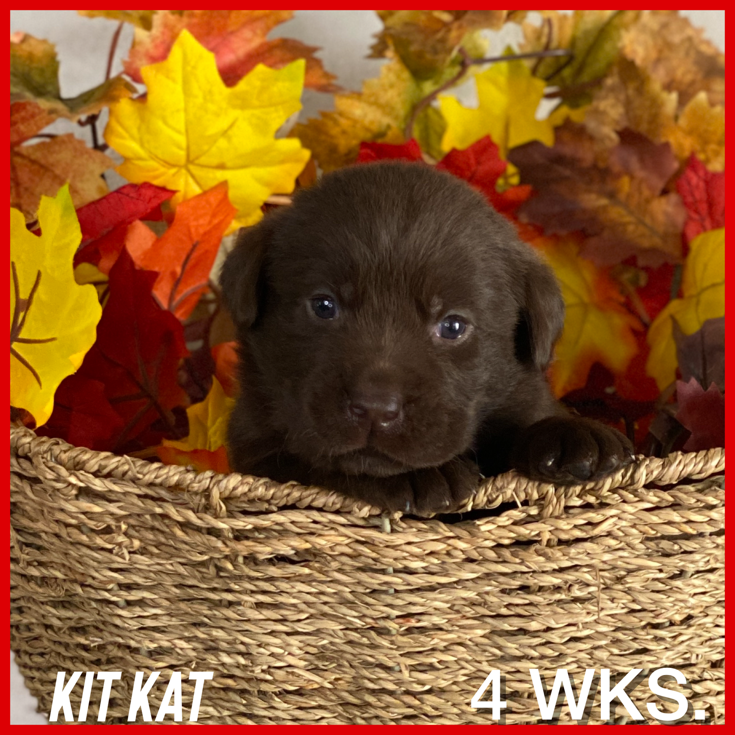 Chocolate Labrador retriever Puppy Kit Kat at 4 weeks old
