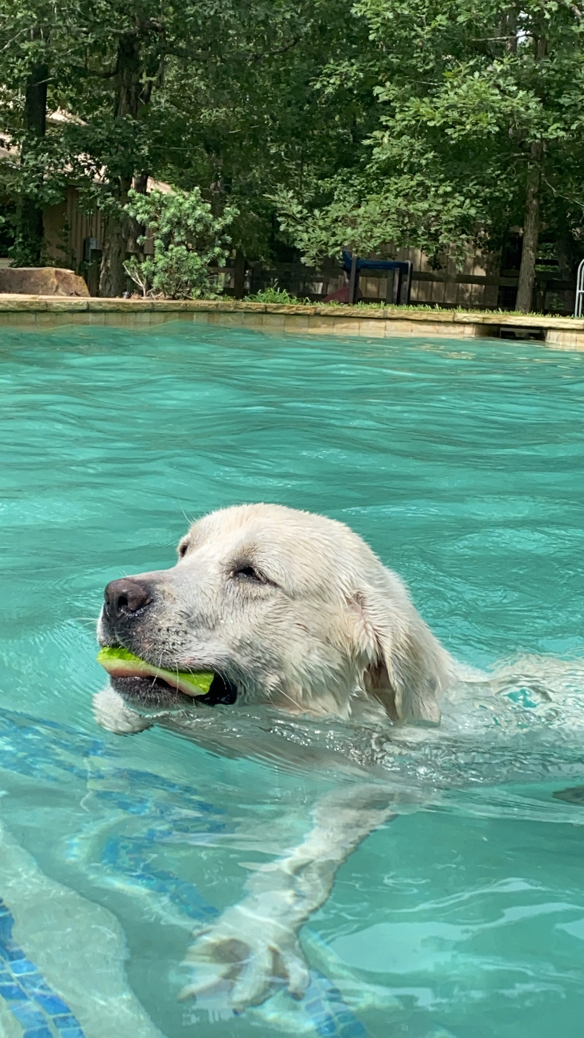 Yellow Labrador Breeder dog Murphy in the pool