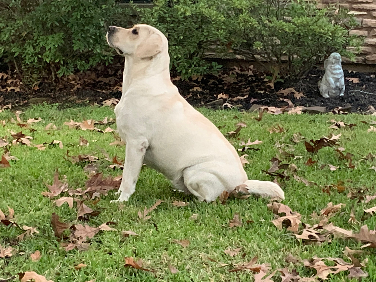 white Labrador breeder dog Aspyn ready for show