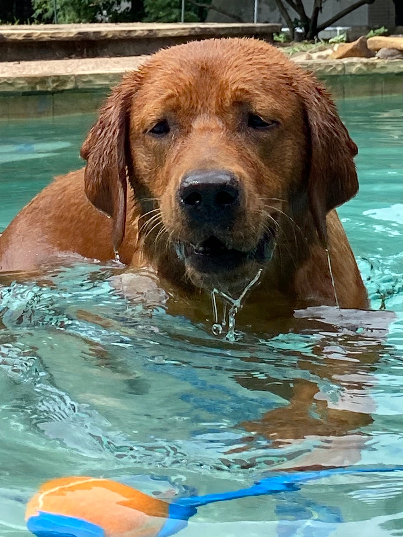 Fox Red English Labrador Autumn is enjoying the pool