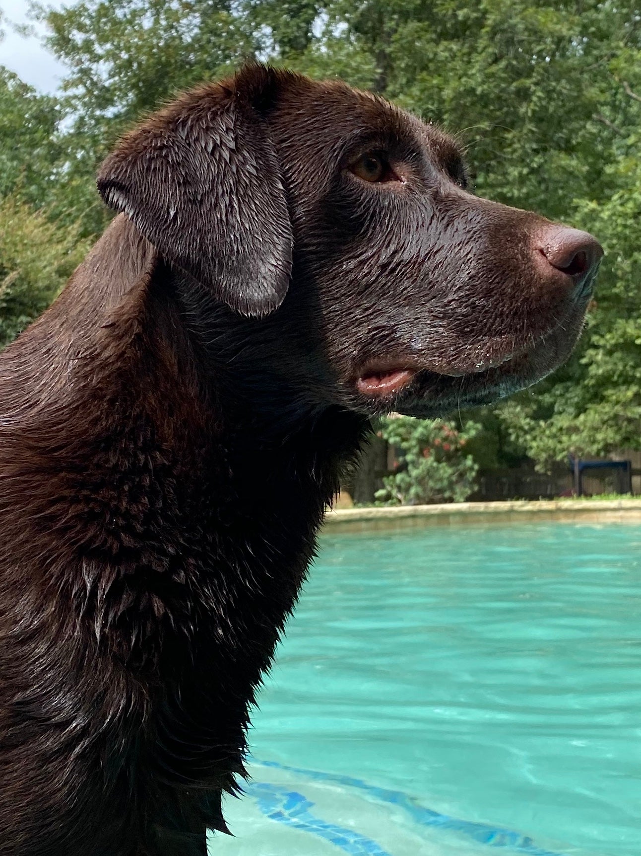 Chocolate Lab Breeder Dog Mocha at the pool