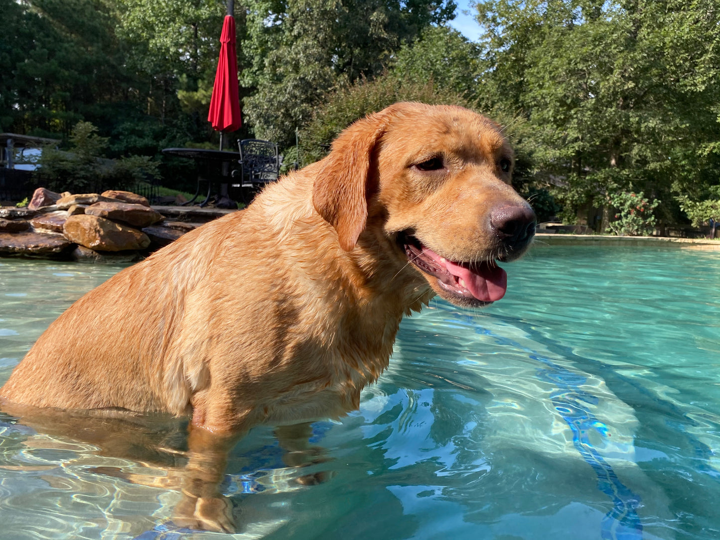 Mabel, a Fox Red English Labrador enjoying the pool