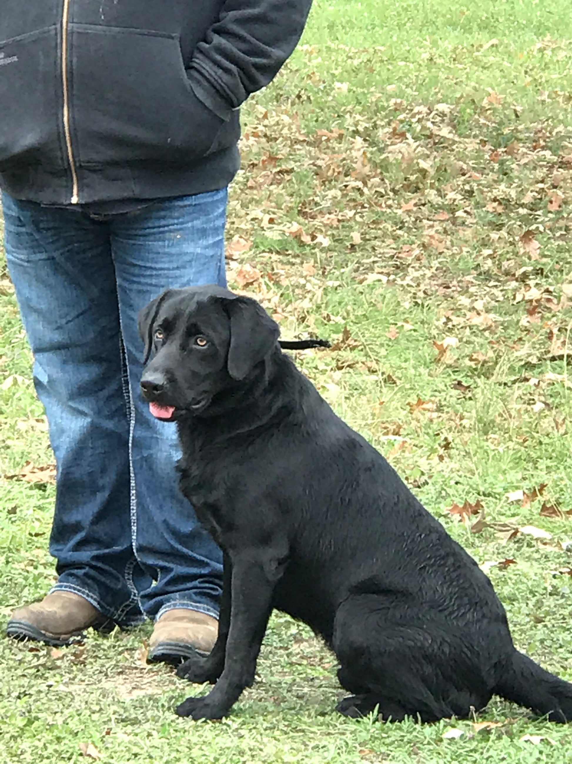 Black Labrador breeder dog named AMMO hanging with Dad