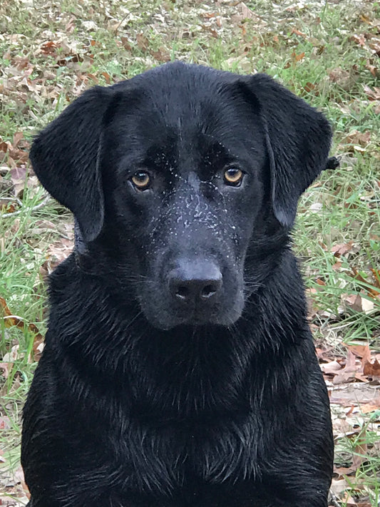 Black Labrador breeder dog named AMMO