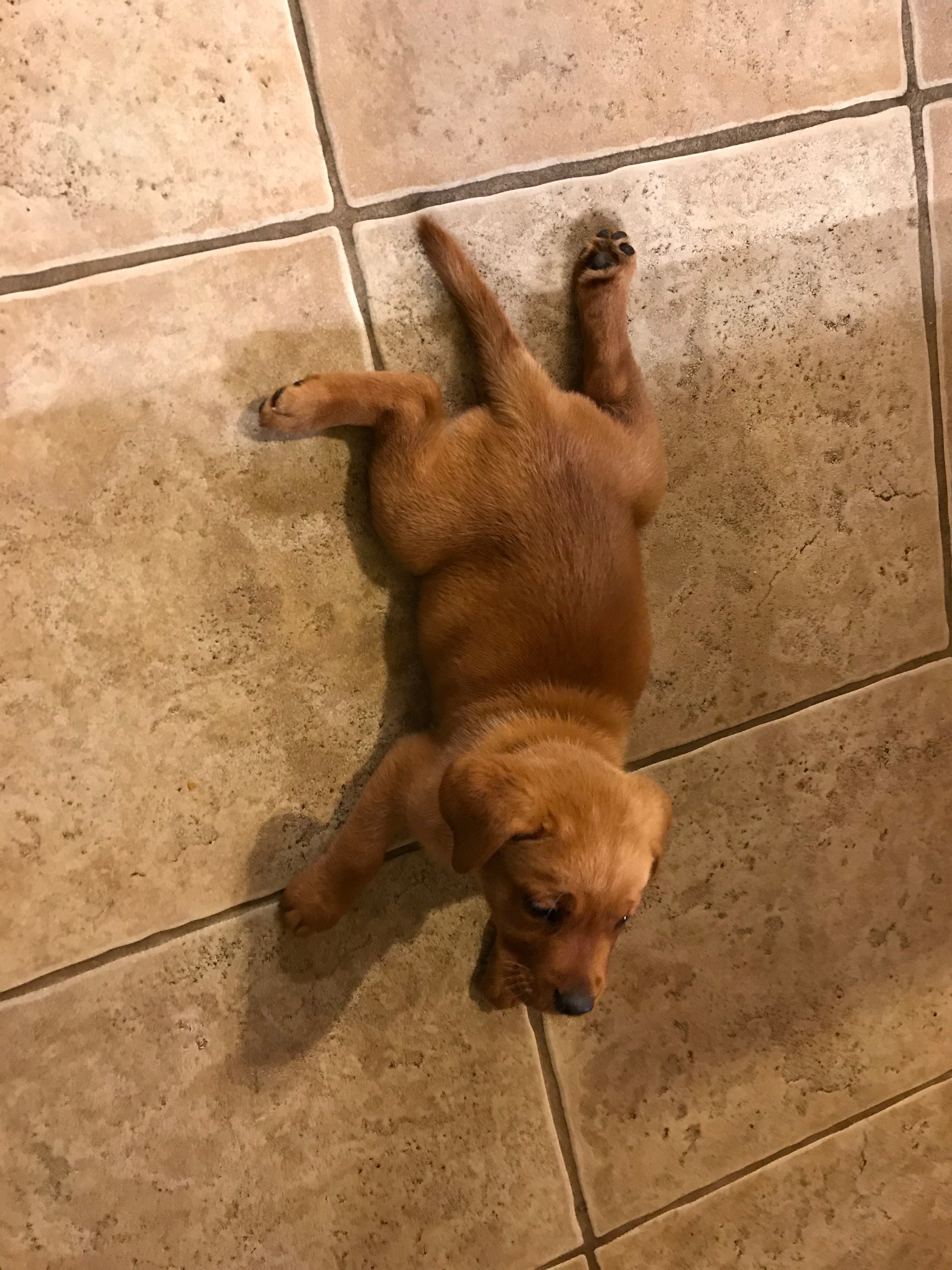 Fox red labrador hot sale puppies for sale