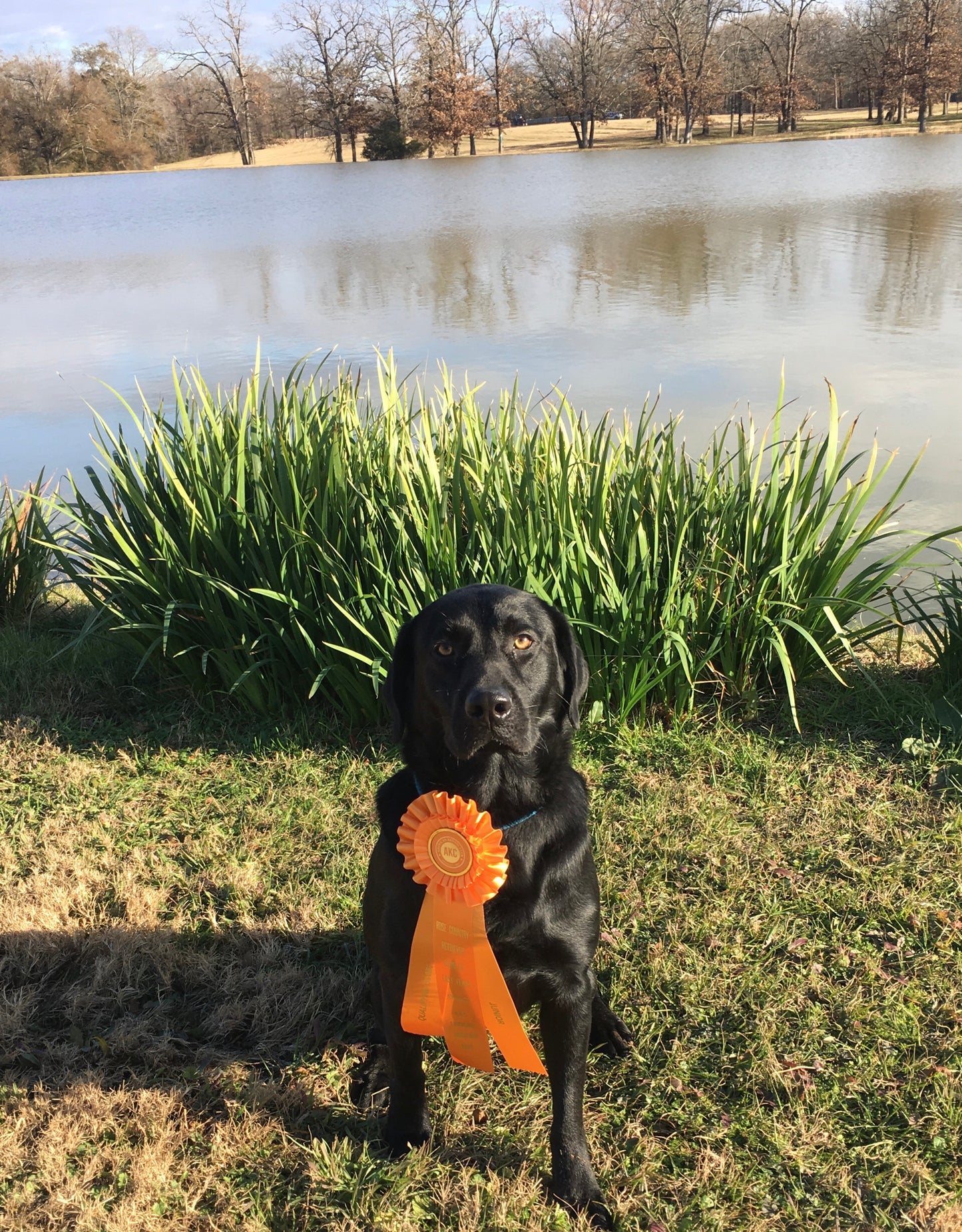 Black Labrador breeder dog named AMMO posing with his award