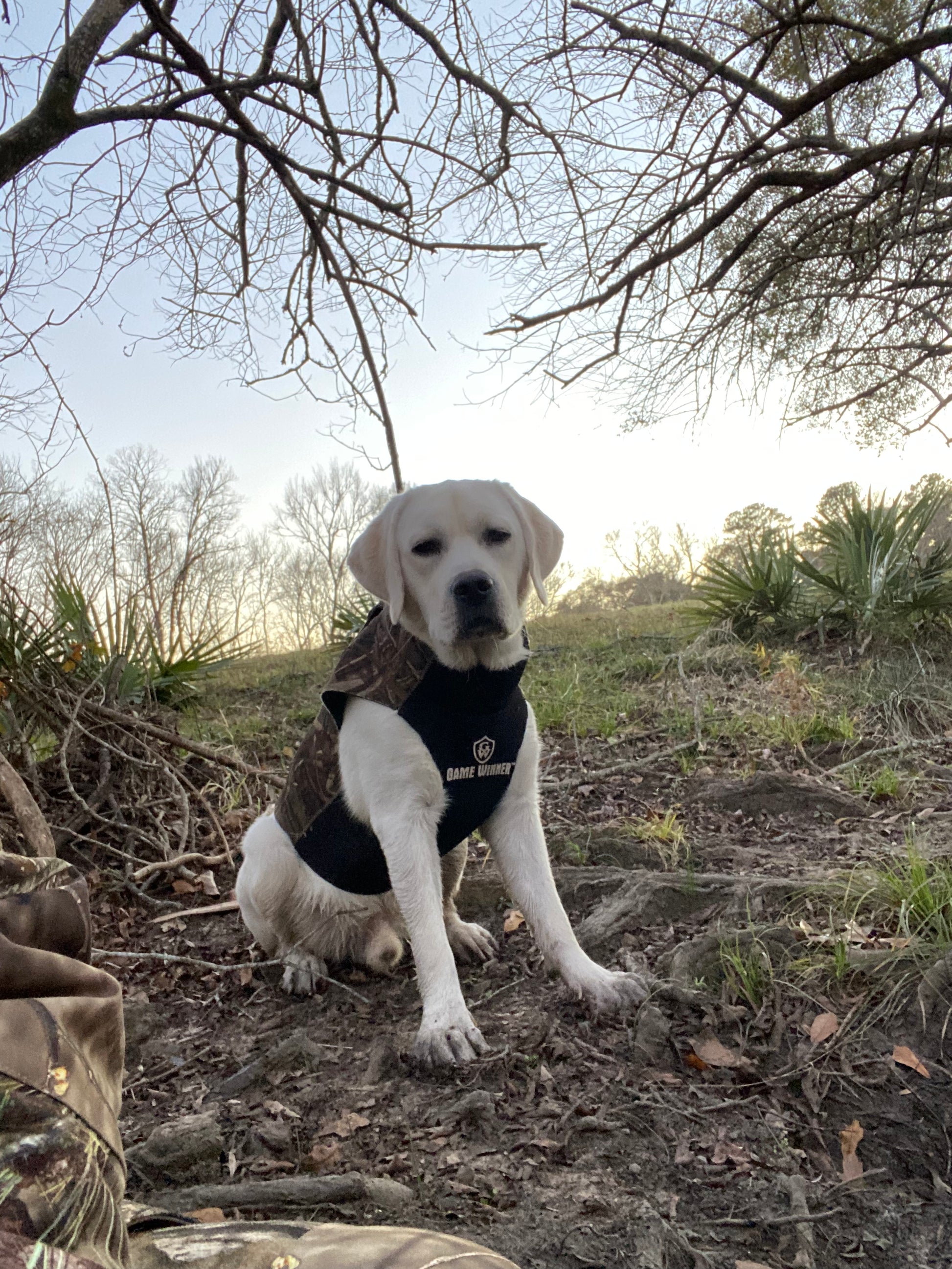 White/Yellow Labrador stud Ruger on the hunt
