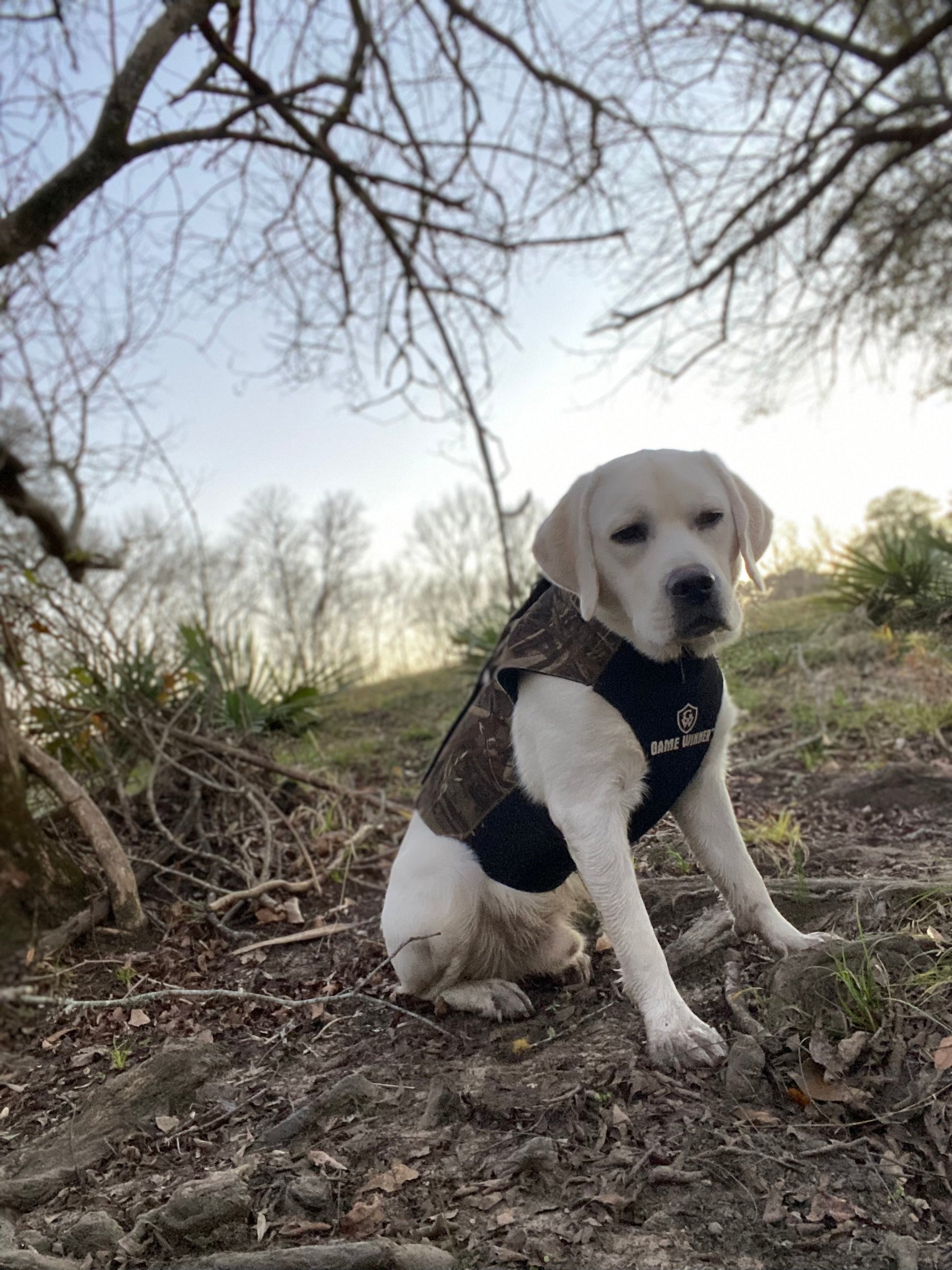 White/Yellow Labrador stud Ruger on the hunt