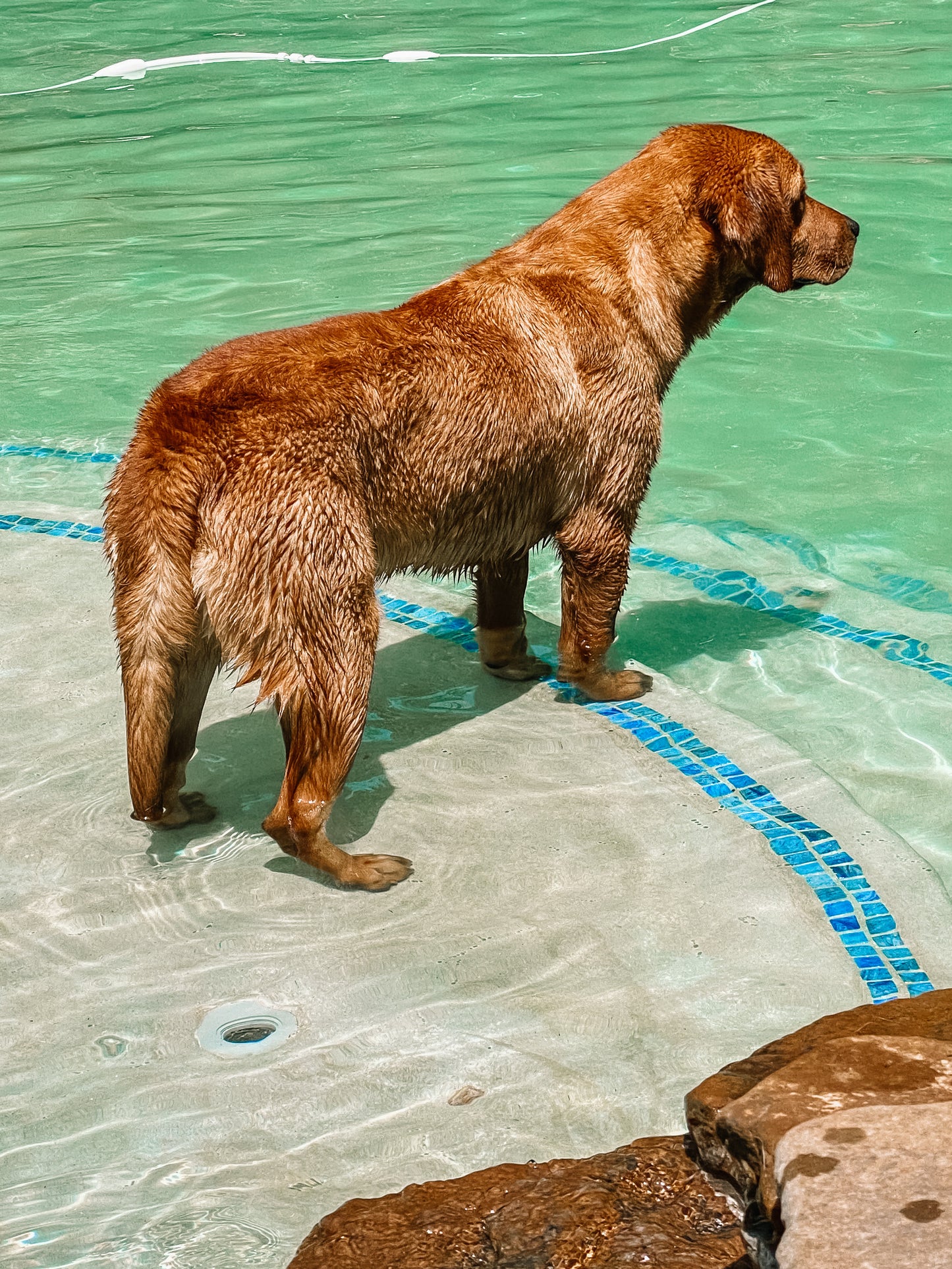 Fox Red English Labrador Autumn is at the pool