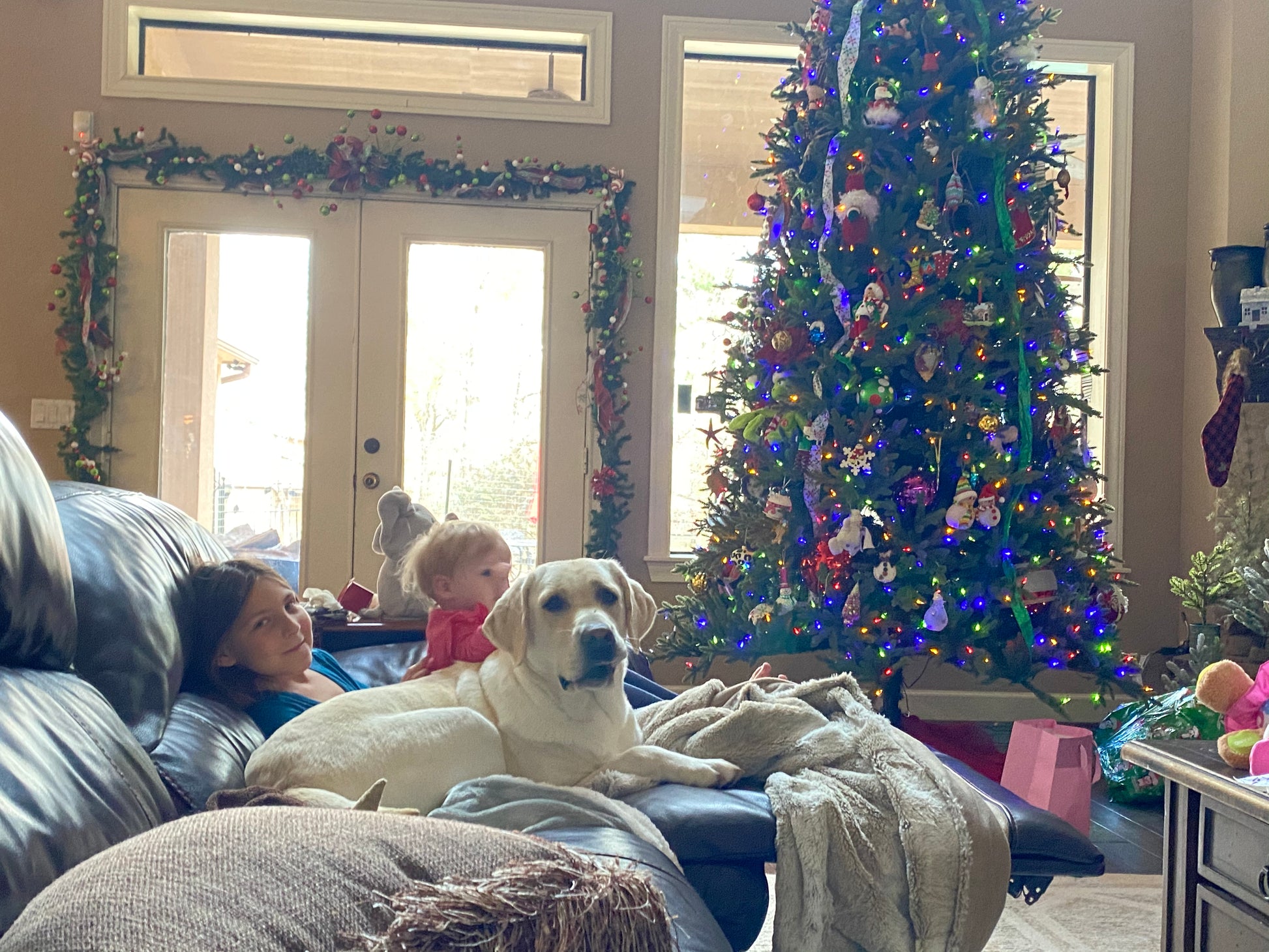 white Labrador breeder dog Aspyn lounging with the grand kids