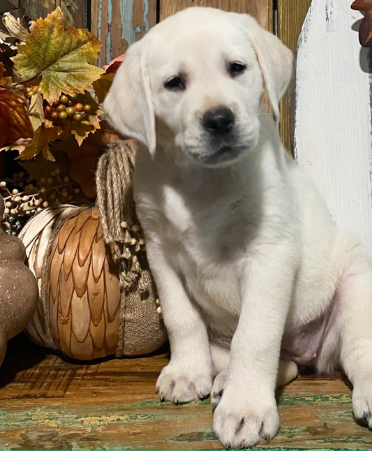 Labra Dog White Labrador Puppy For Sale Near Me Blue Silver