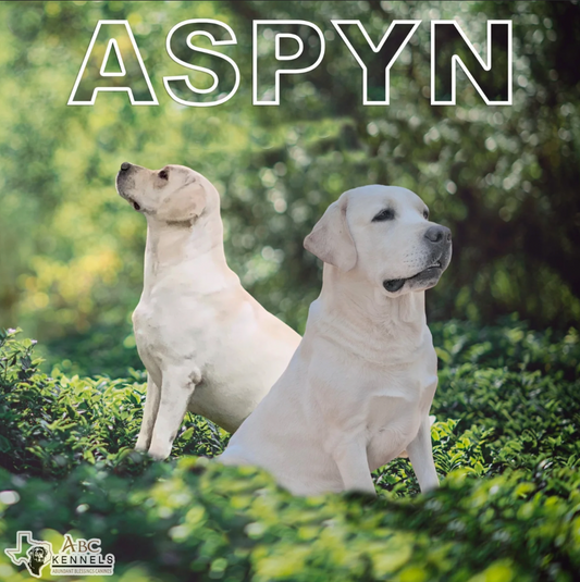 Aspyn/Murphy Puppies