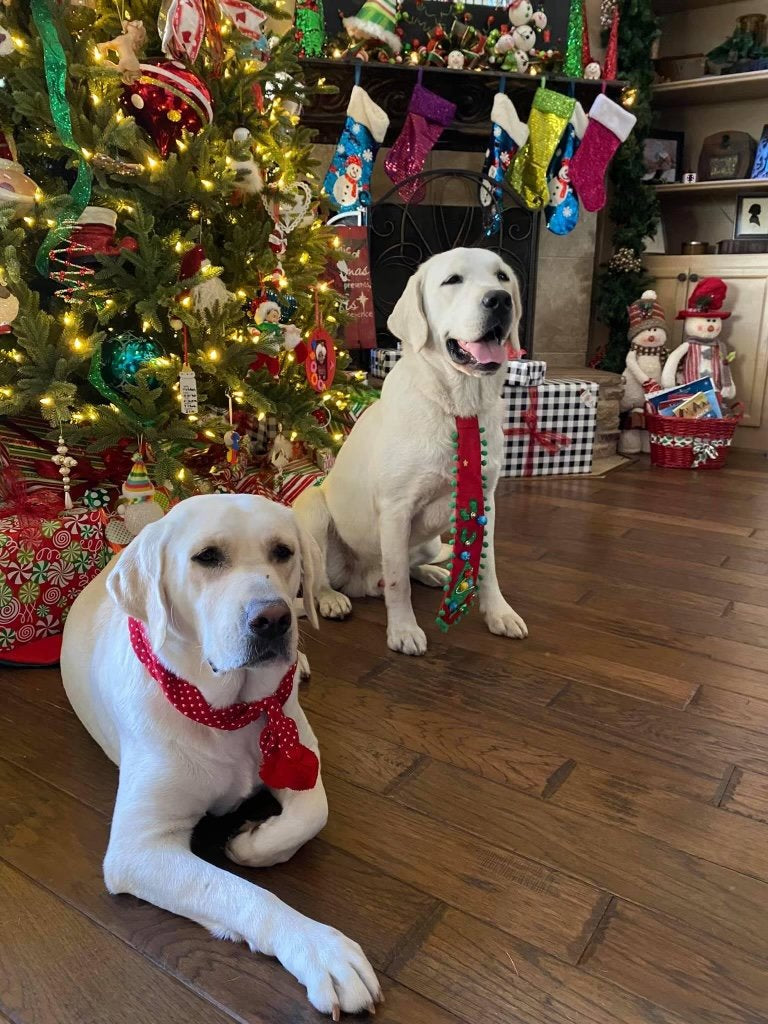 white Labrador breeder dog Aspyn ready for Christmas
