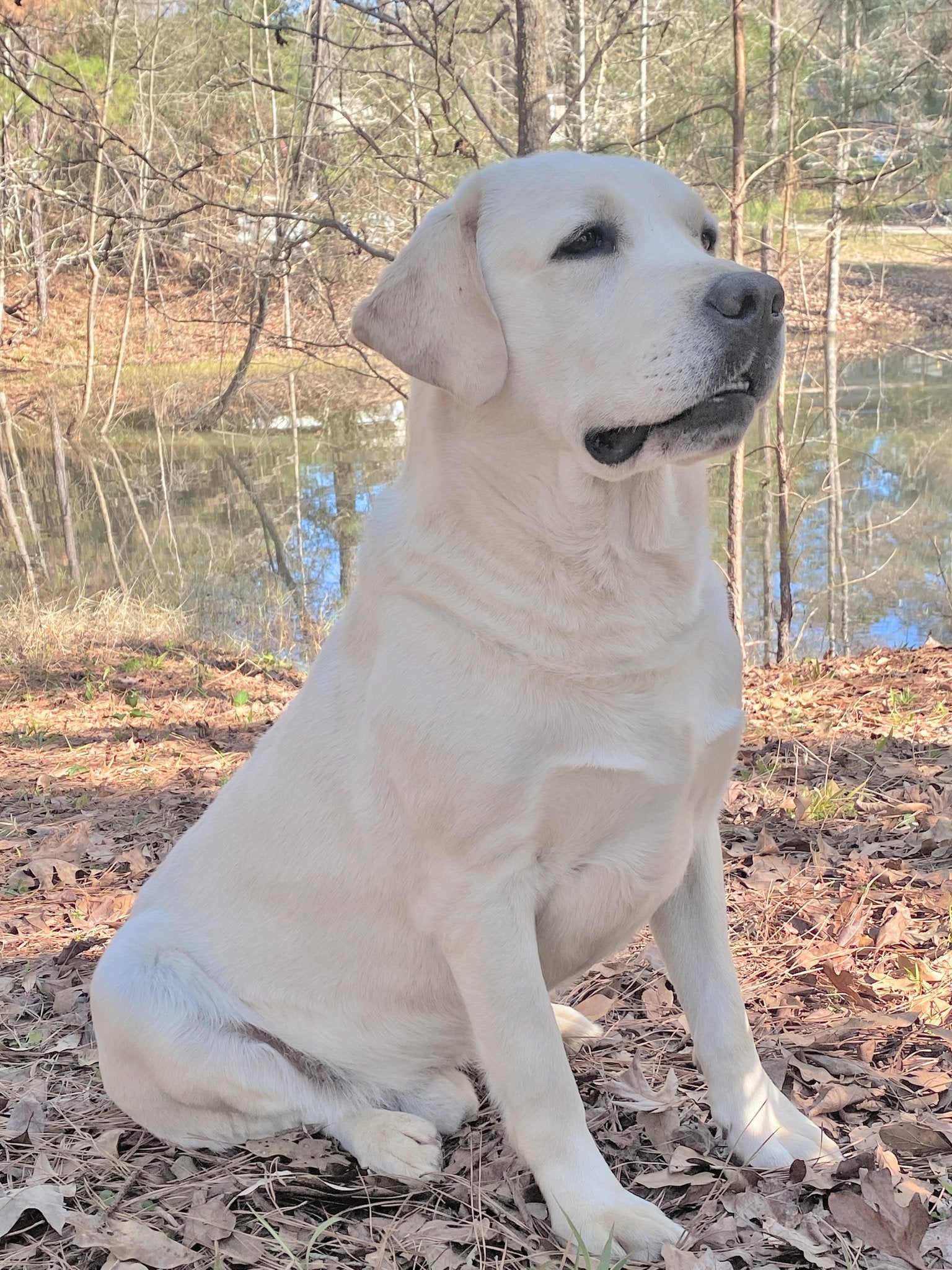 Yellow Labrador Breeder dog Murphy at the pond