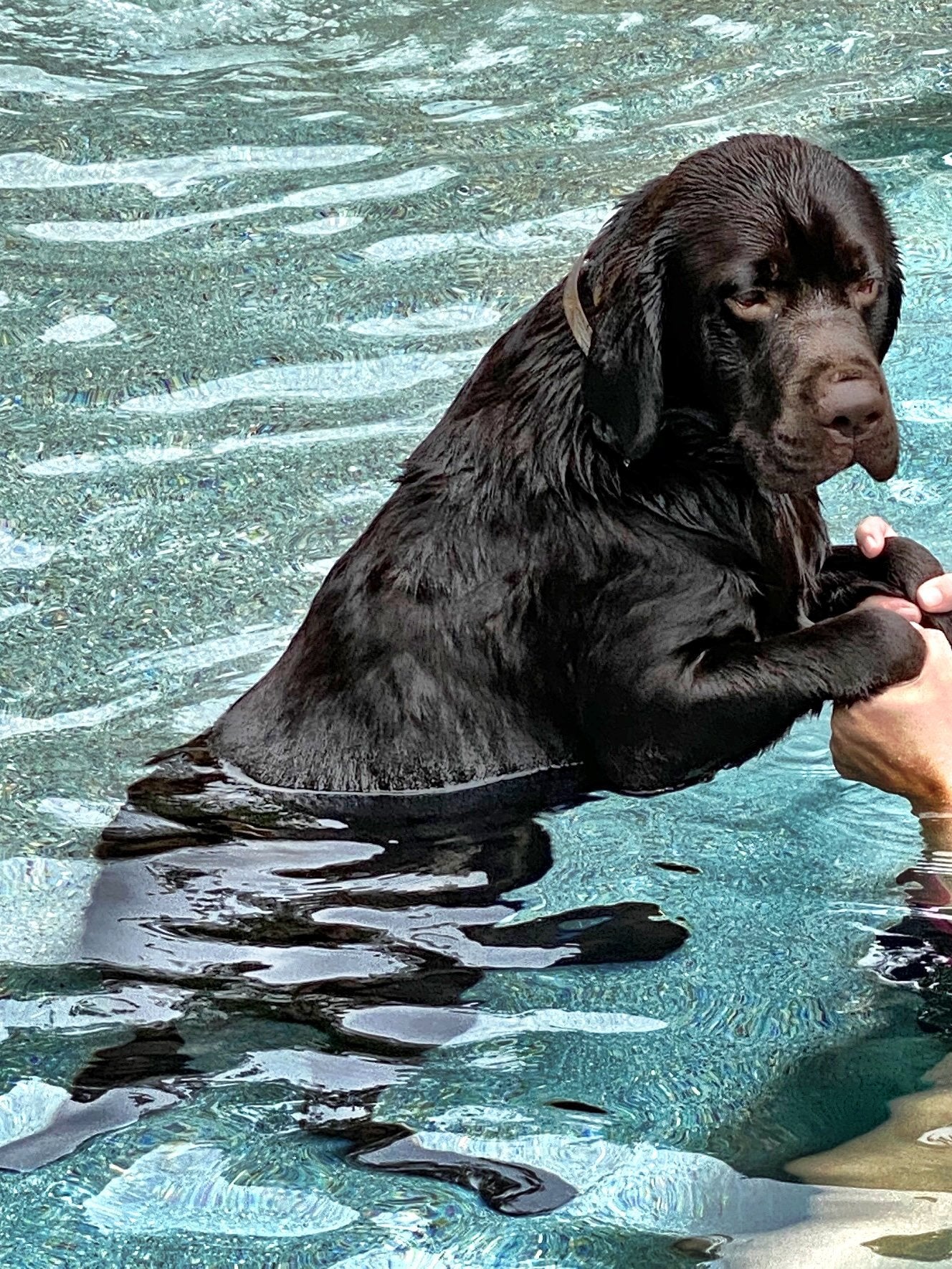 Chocolate Lab Breeder dog Zeus in the pool