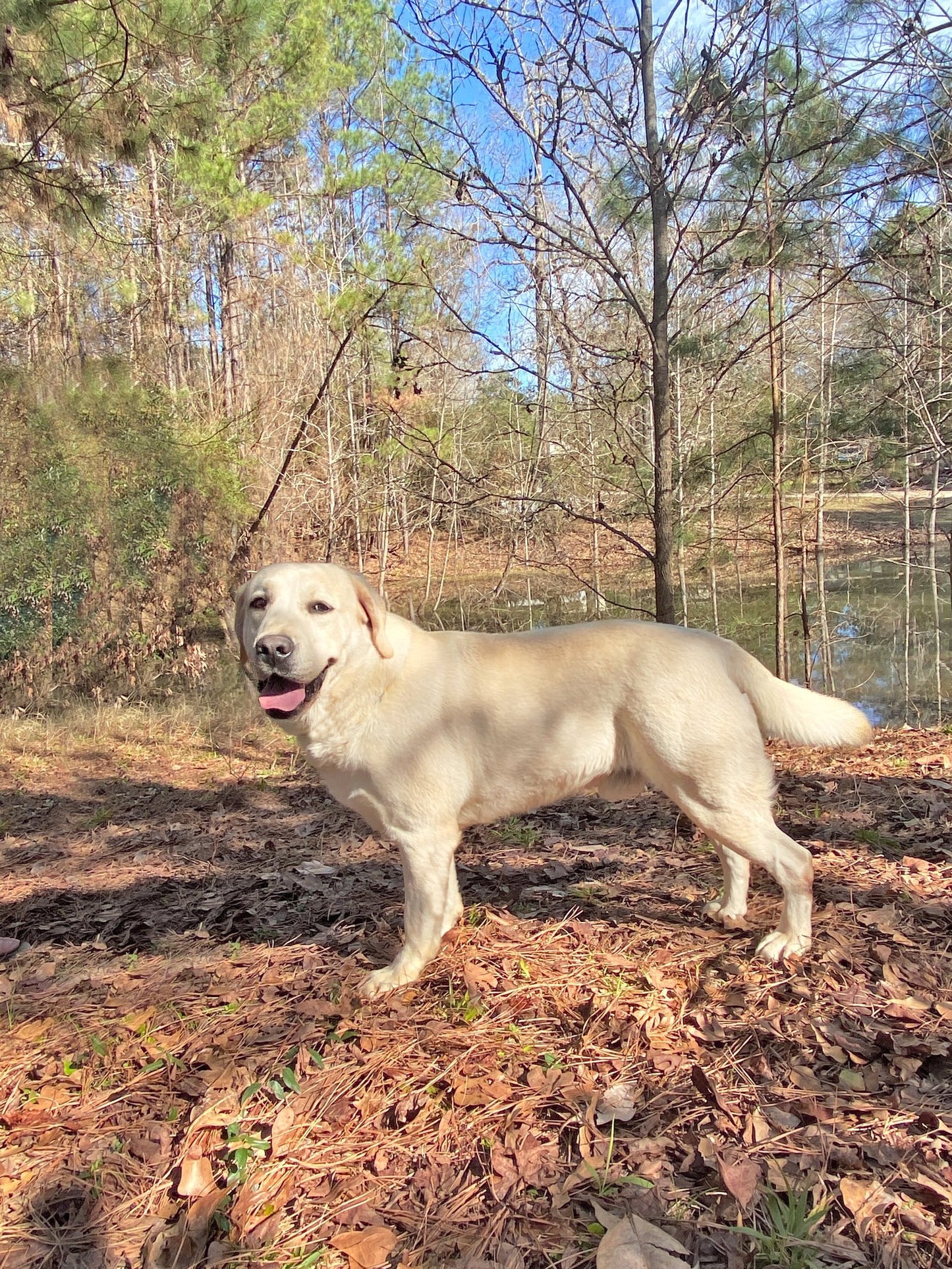 Yellow Labrador Breeder dog Murphy posing at the pond