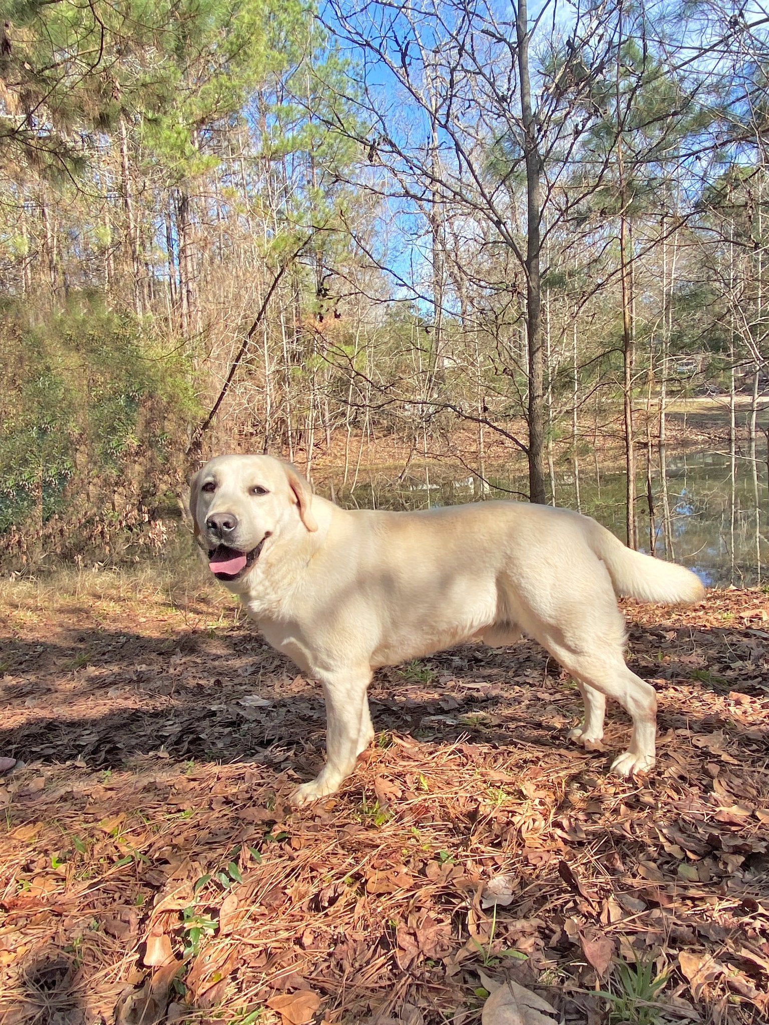 Yellow Labrador Breeder dog Murphy posing at the pond