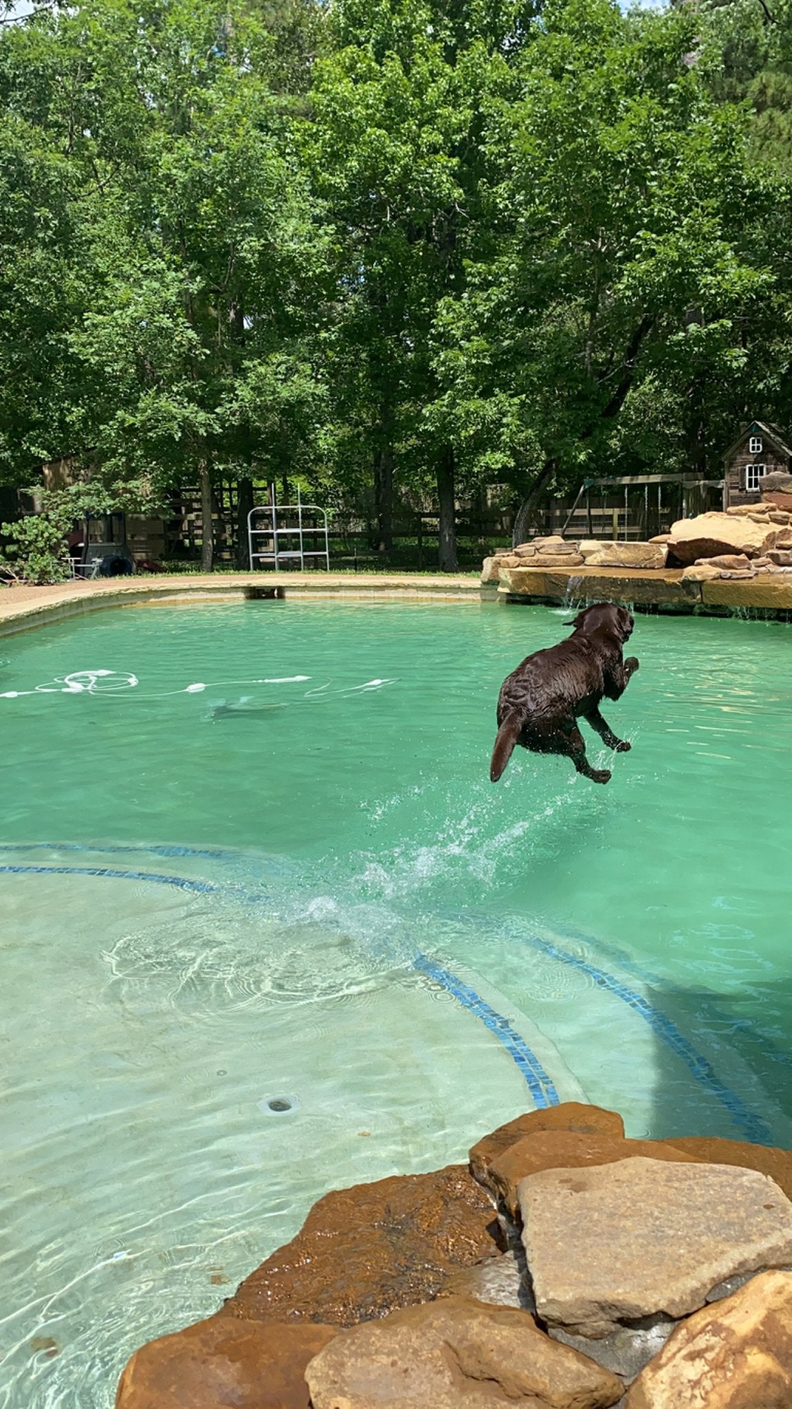 Chocolate Lab Breeder Dog Mocha diving into the pool