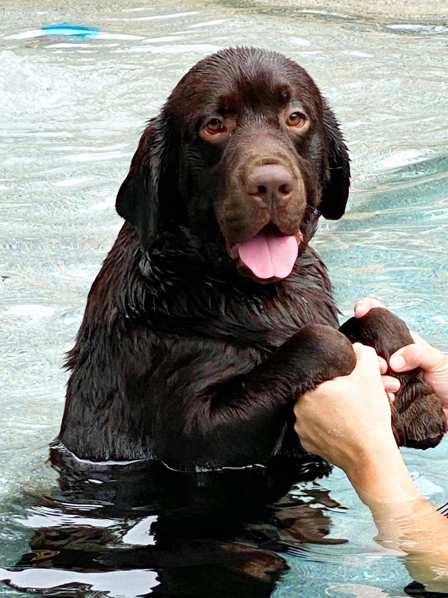 Chocolate Lab Breeder dog Zeus playing in the pool