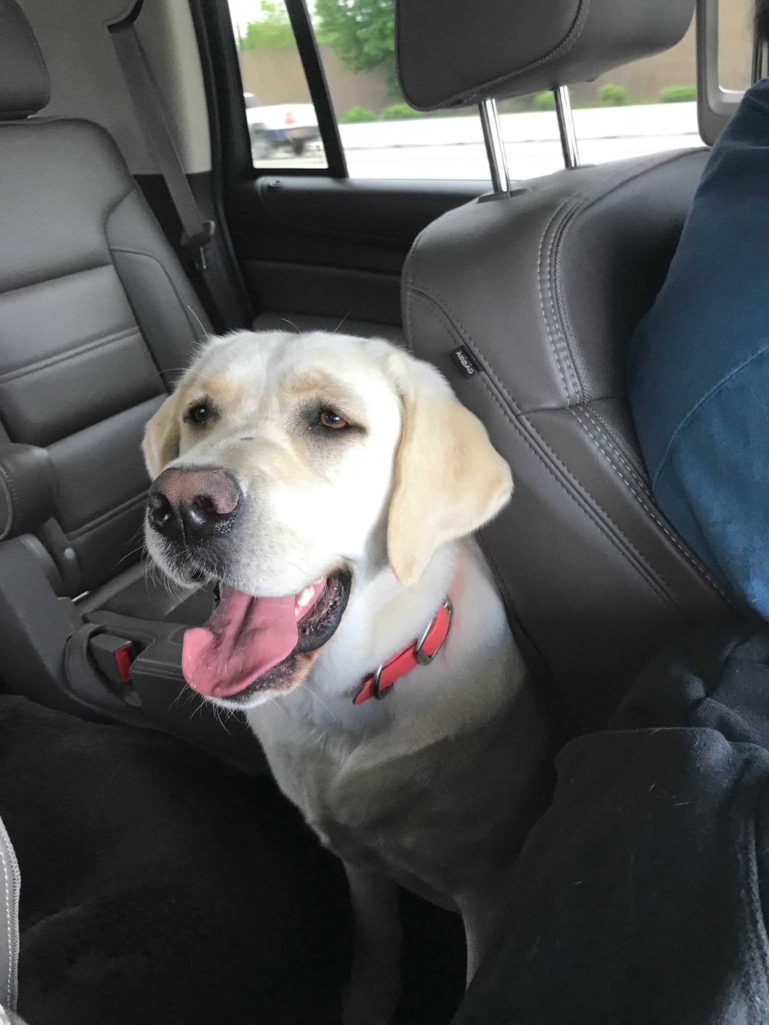 white Labrador breeder dog Aspyn ready for a road trip
