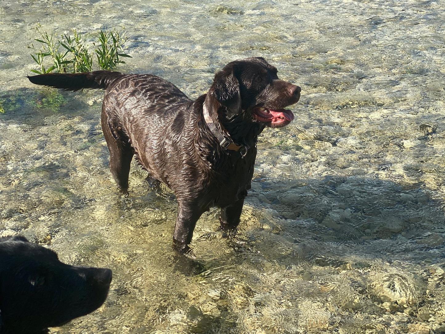 Chocolate Lab Breeder Dog Mocha in the river
